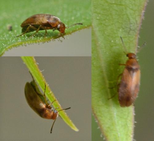 Réf. 300 649 : Anaspis maculata
